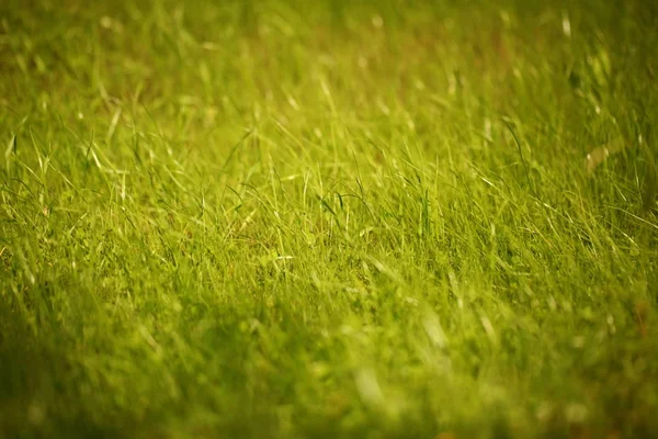 Çim bahçe parkı çim alan