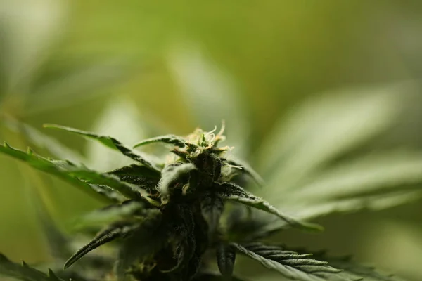 Maconha Medicinal Cannabis Close — Fotografia de Stock
