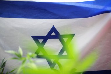 Tıbbi marihuana esrar cbd yağı