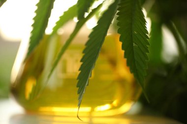 Tıbbi marihuana esrar cbd yağı