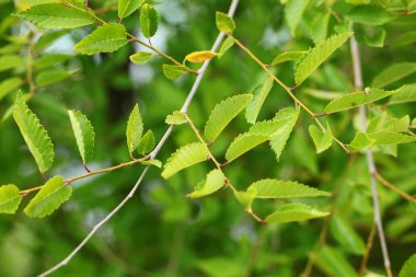Bahçede yaprak fidanı ceviz ağacı