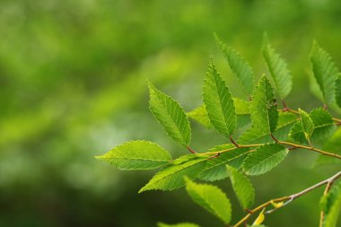 Bahçede yaprak fidanı ceviz ağacı