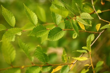 Bahçede yaprak fidanı ceviz ağacı