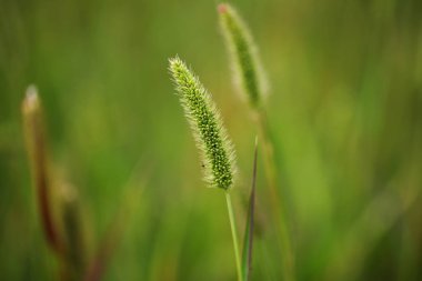 Çim alan arka plan yakın -