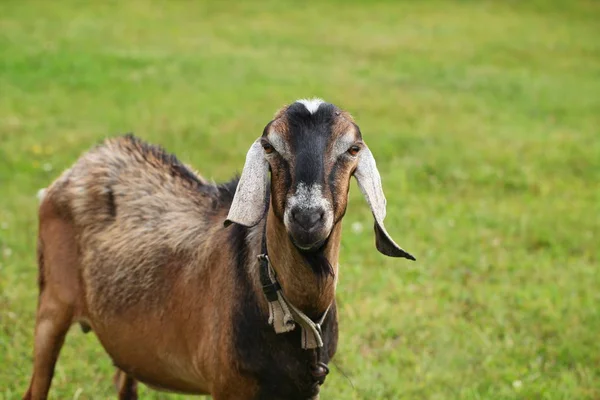 Cabra Pasto — Foto de Stock