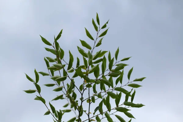 Листья Саженца Орехового Дерева Саду — стоковое фото