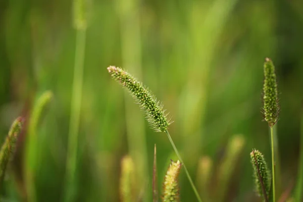 Grasveld Achtergrond Close — Stockfoto