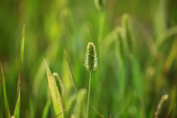 Campo Grama Fundo Close — Fotografia de Stock