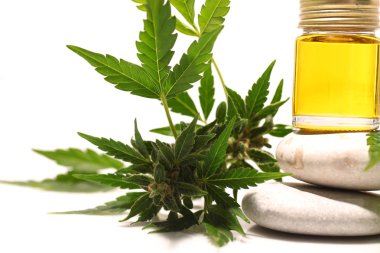 Tıbbi marihuana esrar cbd yağı