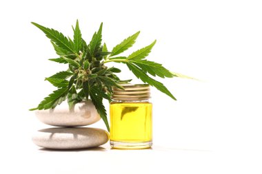 Tıbbi marihuana esrar cbd yağı