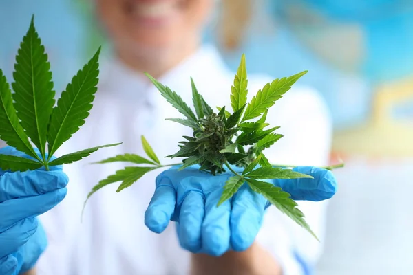 Médico Segurando Uma Cannabis Close — Fotografia de Stock