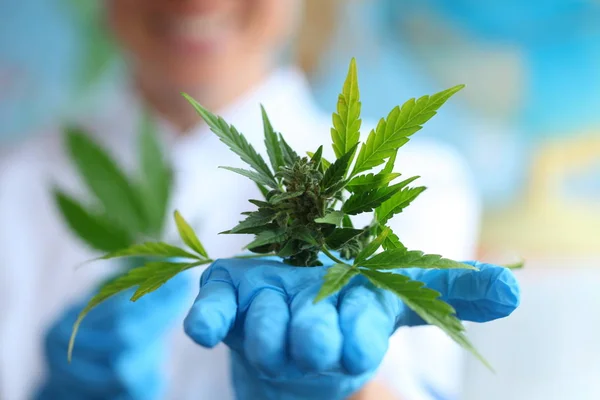 Arzt Mit Cannabis Der Hand Aus Nächster Nähe — Stockfoto