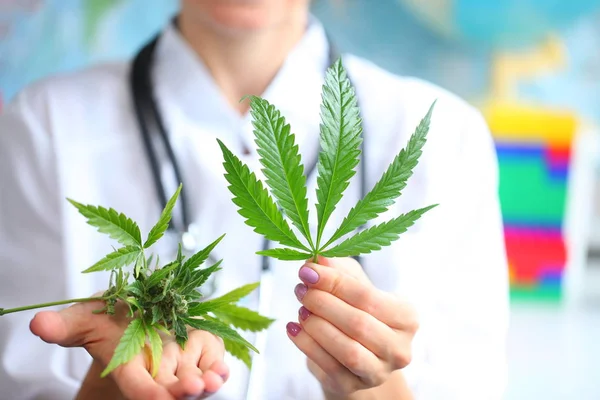 Médico Segurando Uma Cannabis Close — Fotografia de Stock