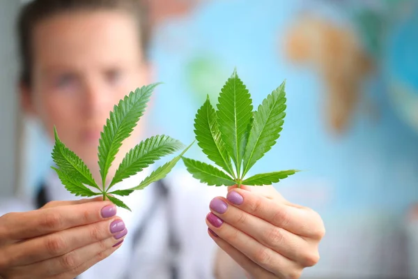 Médico Segurando Uma Cannabis Close — Fotografia de Stock