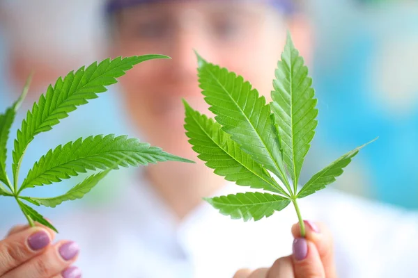 Médico Segurando Uma Cannabis Close — Fotografia de Stock