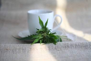 Kenevir çayı. tıbbi esrar yaprağı