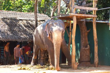Sri Lanka, Colombo, Mart 2014. pencere araba yol manzara görünüm