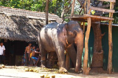 Sri Lanka, Colombo, Mart 2014. pencere araba yol manzara görünüm