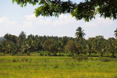 Sri Lanka, Colombo, Mart 2014. pencere araba yol manzara görünüm