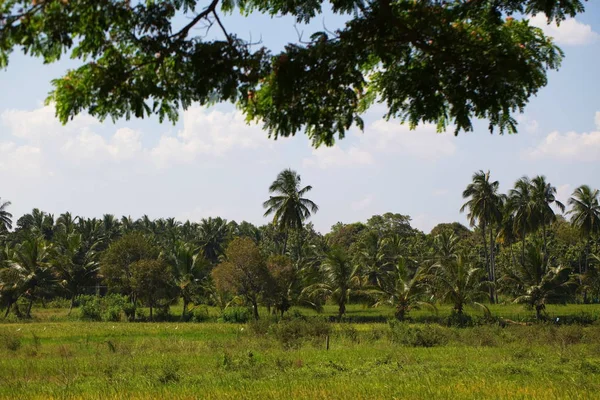 Sri Lanka, Colombo, Mart 2014. pencere araba yol manzara görünüm