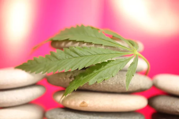 医療大麻マリファナ植物大麻 — ストック写真