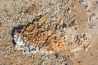 Sri Lanka, Colombo,Mart 2014. sahil beldesi tropikal