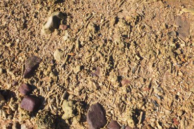 Sri Lanka, Colombo,Mart 2014. sahil beldesi tropikal