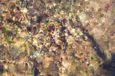 Sri Lanka, Colombo,Mart 2014. sahil beldesi tropikal