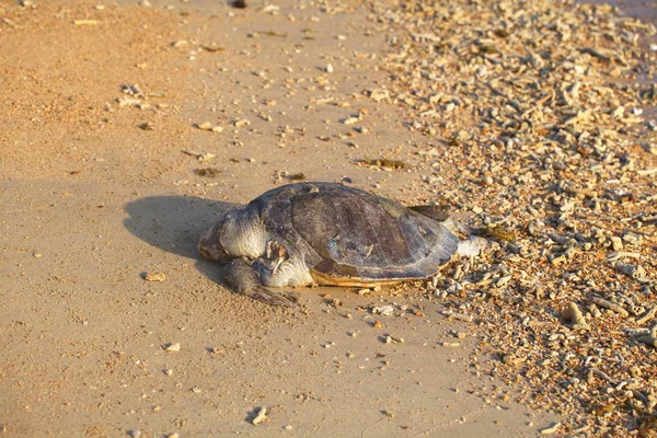 Sri Lanka Colombo Maart 2014 Uitzicht Schildpad Het Strand — Stockfoto