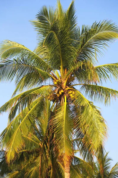 Srí Lanka, Colombo, március 2014. tengerparti üdülőhely trópusi — Stock Fotó