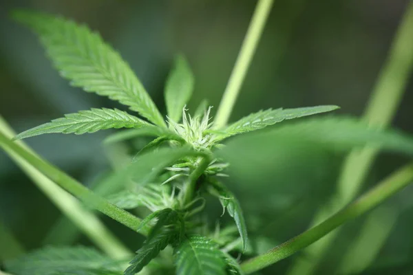 Planta cannabis fazenda plantação cannabis medicinal cânhamo — Fotografia de Stock