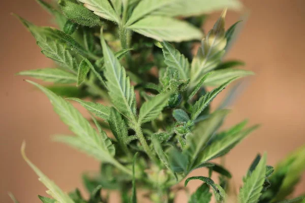 Plant cannabis farm plantation medical marijuana hemp — Stock Photo, Image