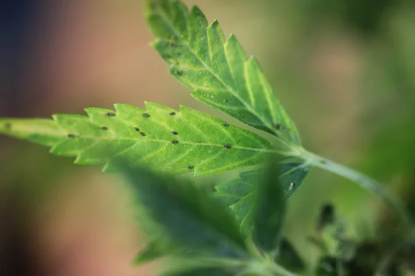 Plantera cannabis odling medicinsk marijuana hampa — Stockfoto