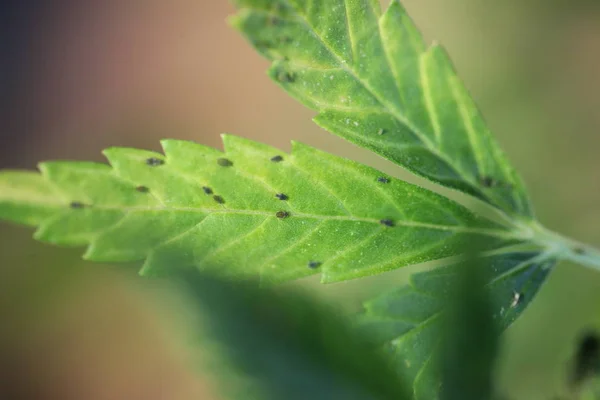 Rostlina konopí farma plantáž lékařské marihuany konopí — Stock fotografie