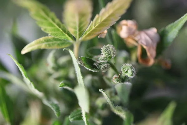 Rostlina konopí farma plantáž lékařské marihuany konopí — Stock fotografie