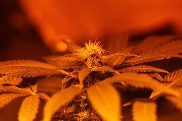 Planta cannabis granja plantación marihuana medicinal cáñamo — Foto de Stock