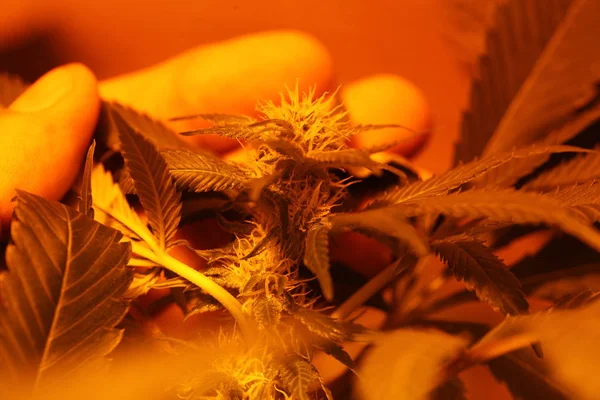 Planta cannabis granja plantación marihuana medicinal cáñamo — Foto de Stock