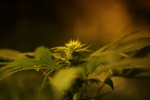 Növényi kannabisz ültetvény orvosi marihuána kender — Stock Fotó