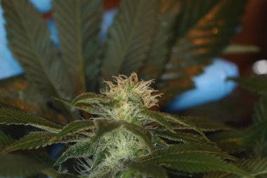 Kenevir planı kontrol eldiven ile bilim adamı ellerin Makro yakın