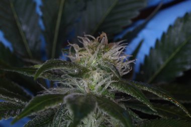 Kenevir planı kontrol eldiven ile bilim adamı ellerin Makro yakın