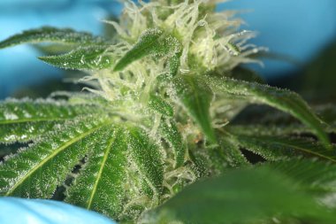 Kenevir planı kontrol eldiven ile bilim adamı ellerin Makro yakın