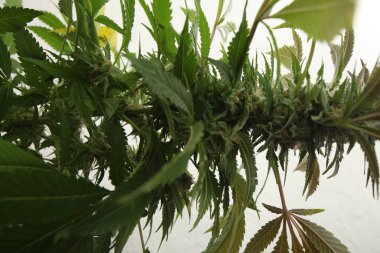 Tıbbi marihuana yetiştirilen esrar bitkileri