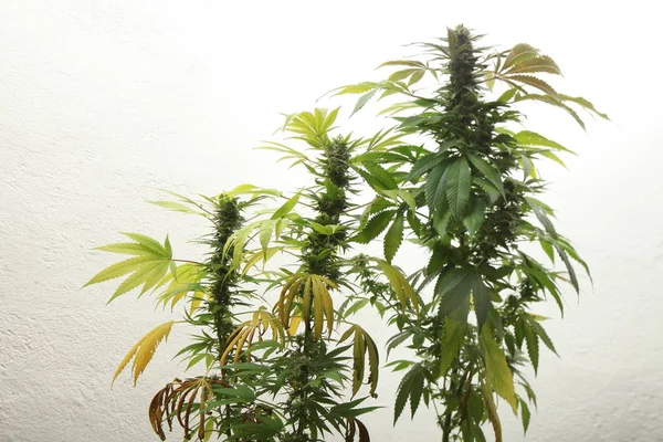Lékařské marihuany rostoucí rostliny konopí — Stock fotografie