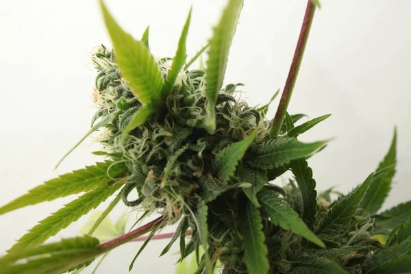 Maconha medicinal plantando plantas de cannabis — Fotografia de Stock