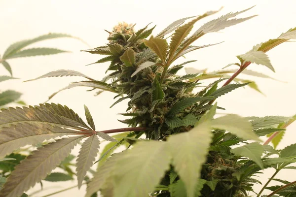 Medical marijuana growing cannabis plants — Stock Photo, Image