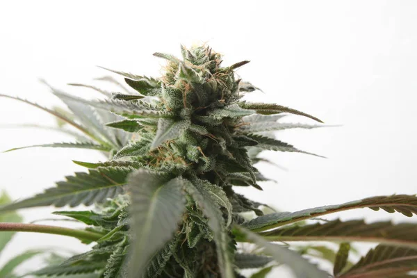 Медична марихуана, що вирощує рослини конопель — стокове фото