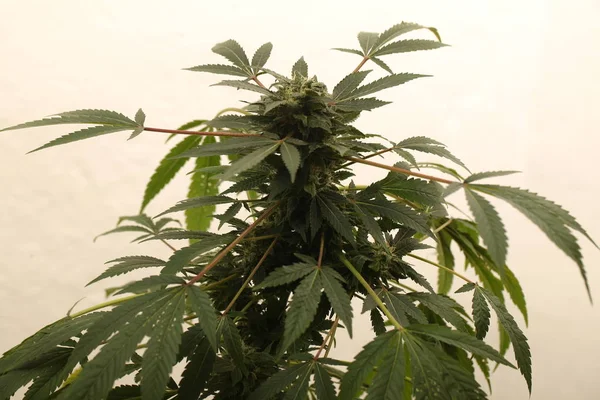 Maconha medicinal plantando plantas de cannabis — Fotografia de Stock