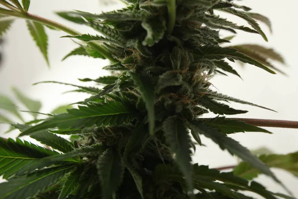Marihuana medicinal cultivo de plantas de cannabis — Foto de Stock