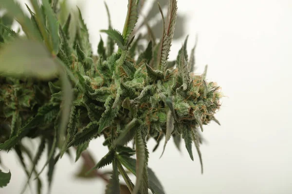 Tıbbi marihuana yetiştirilen esrar bitkileri — Stok fotoğraf