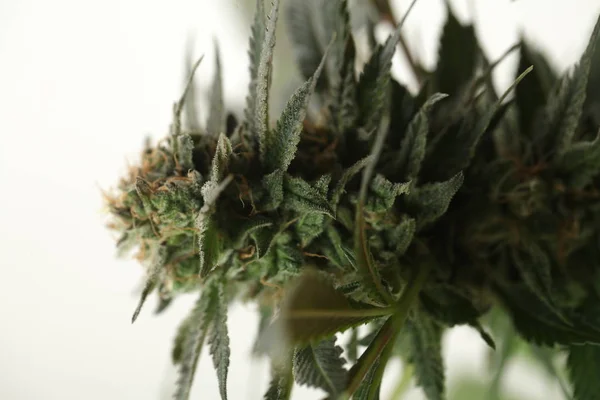 Marihuana medicinal cultivo de plantas de cannabis — Foto de Stock